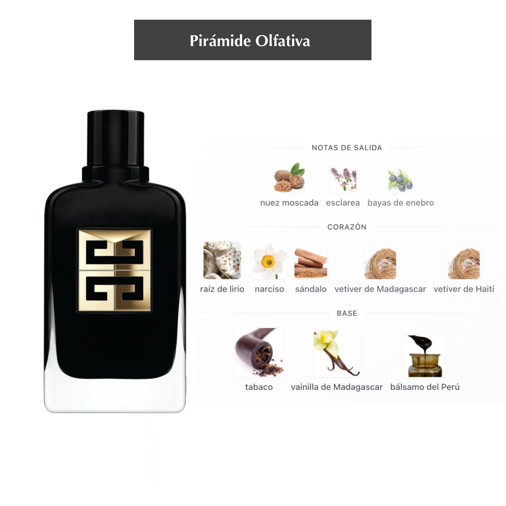 Gentleman Society Ambrée